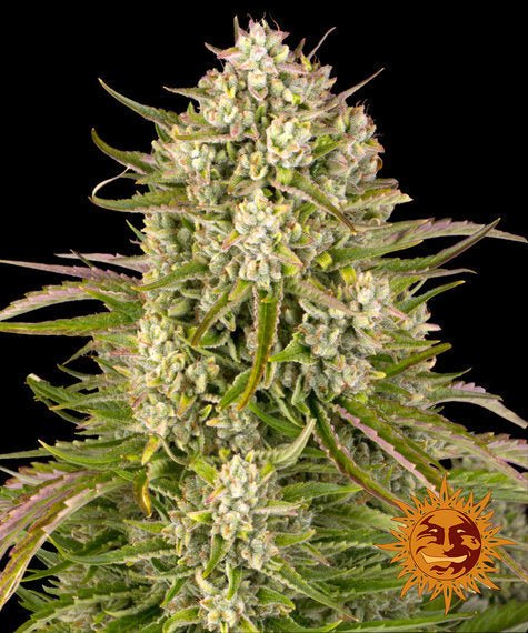 WEDDING CAKE AUTO STRAIN - SeedySide