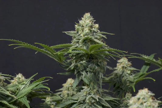 WEDDING CHEESECAKE FF STRAIN - SeedySide