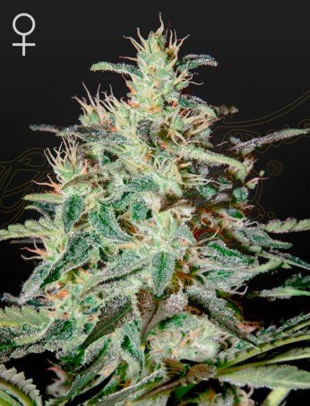 WHITE LEMON: EL NINO X SUPER LEMON HAZE STRAIN - SeedySide