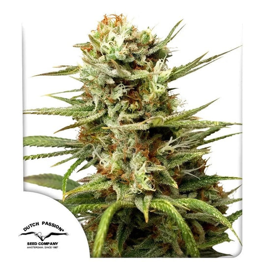 WHITE WIDOW AUTO STRAIN - SeedySide