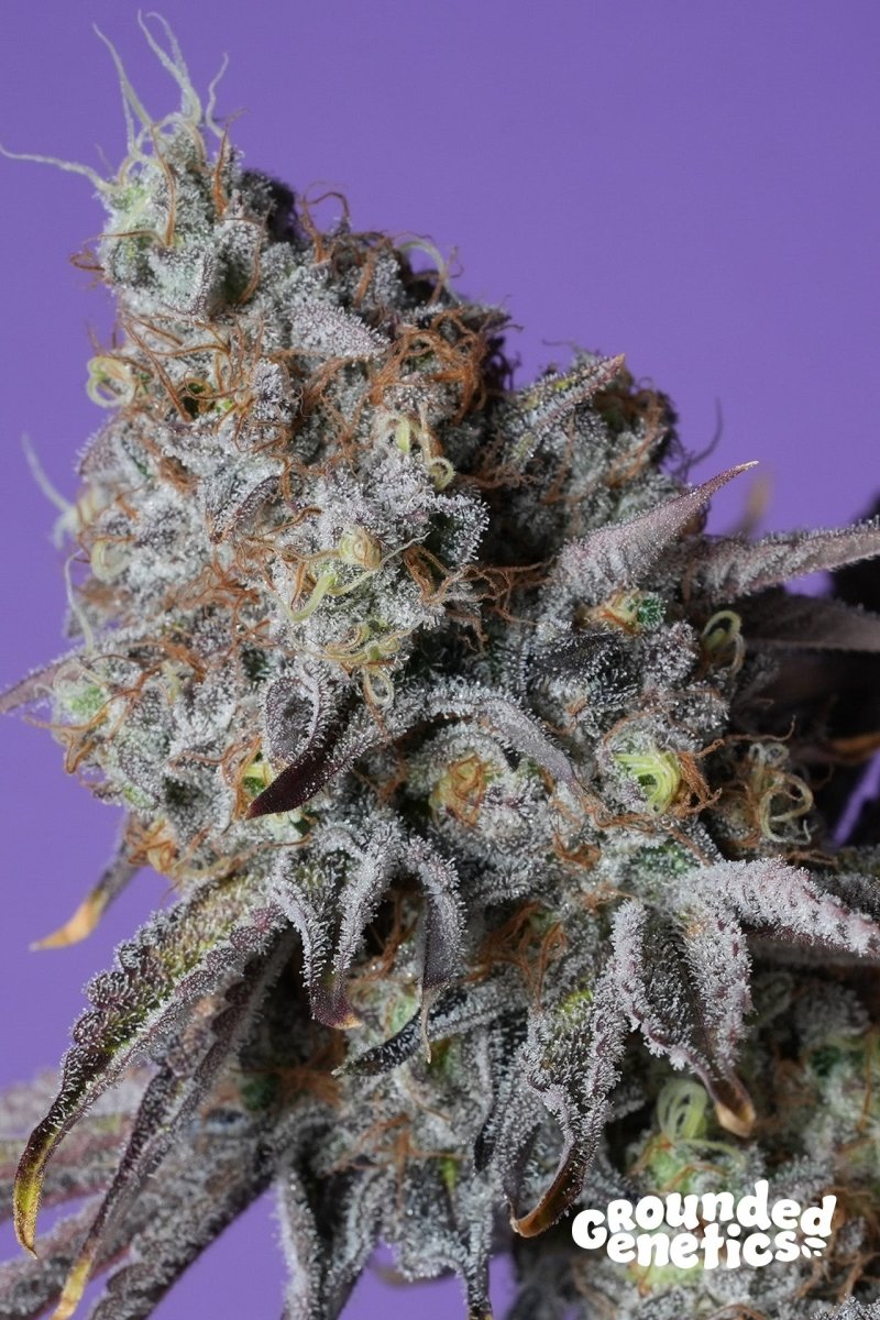 ZERBERRY (ZUNAMI X RS11) STRAIN - SeedySide